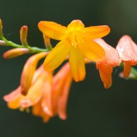 Montbretia